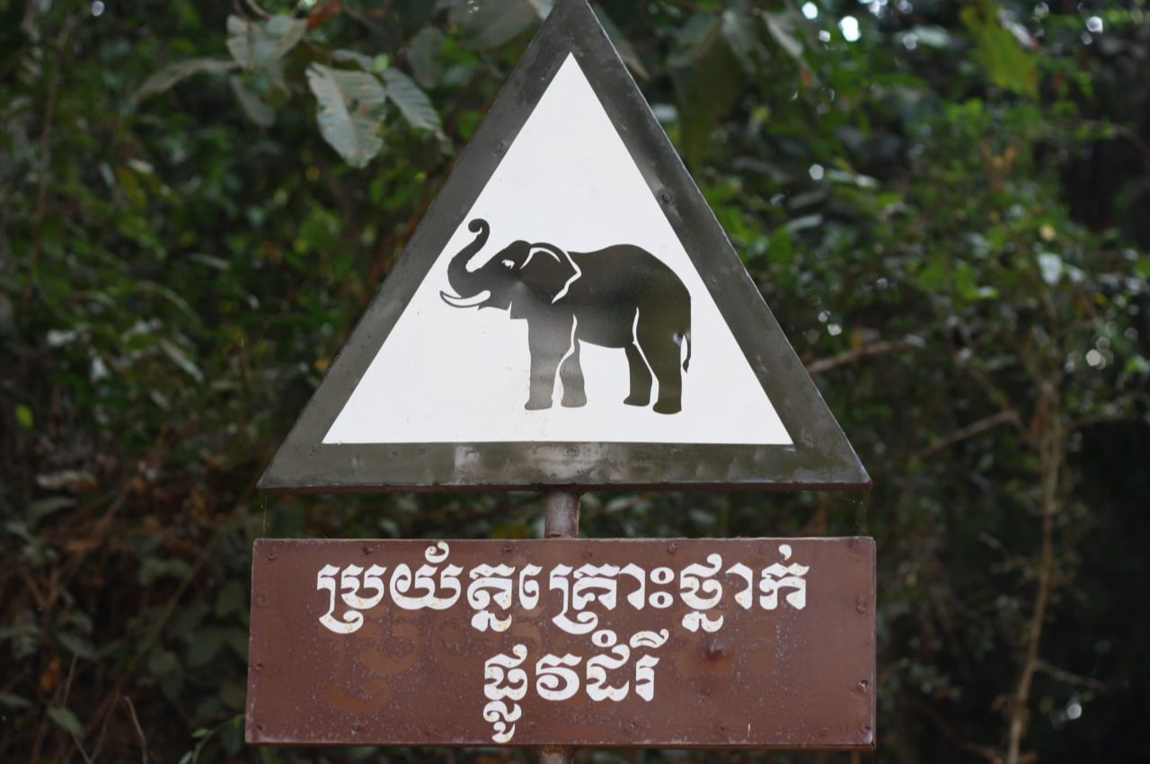 elephants,Mondulkiri 