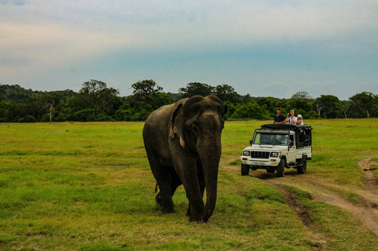 elephants,Mondulkiri 